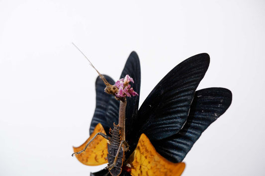 Chimera Taxidermy - Dark Fairy Queen