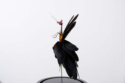 Chimera Taxidermy - Dark Fairy Queen