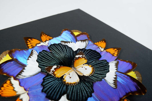 Mandala Butterfly Frame (Pride)