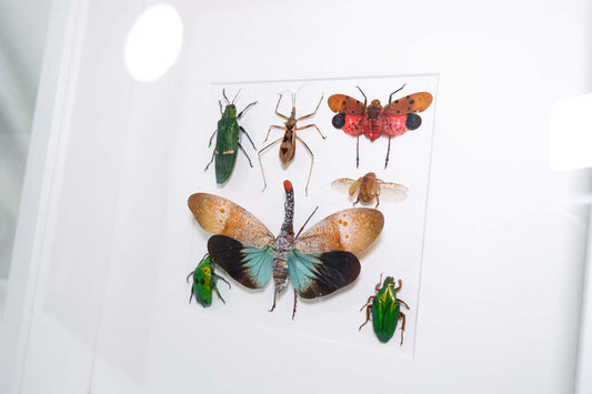 Insect Collection Frame (1)