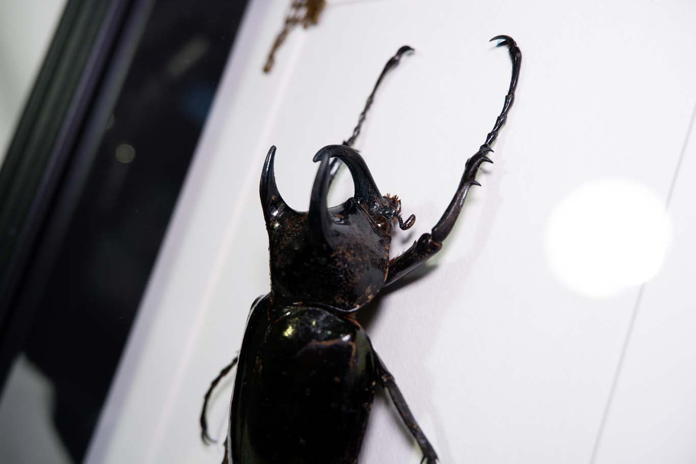 Rhino Beetle (Atlas Beetle) Frame