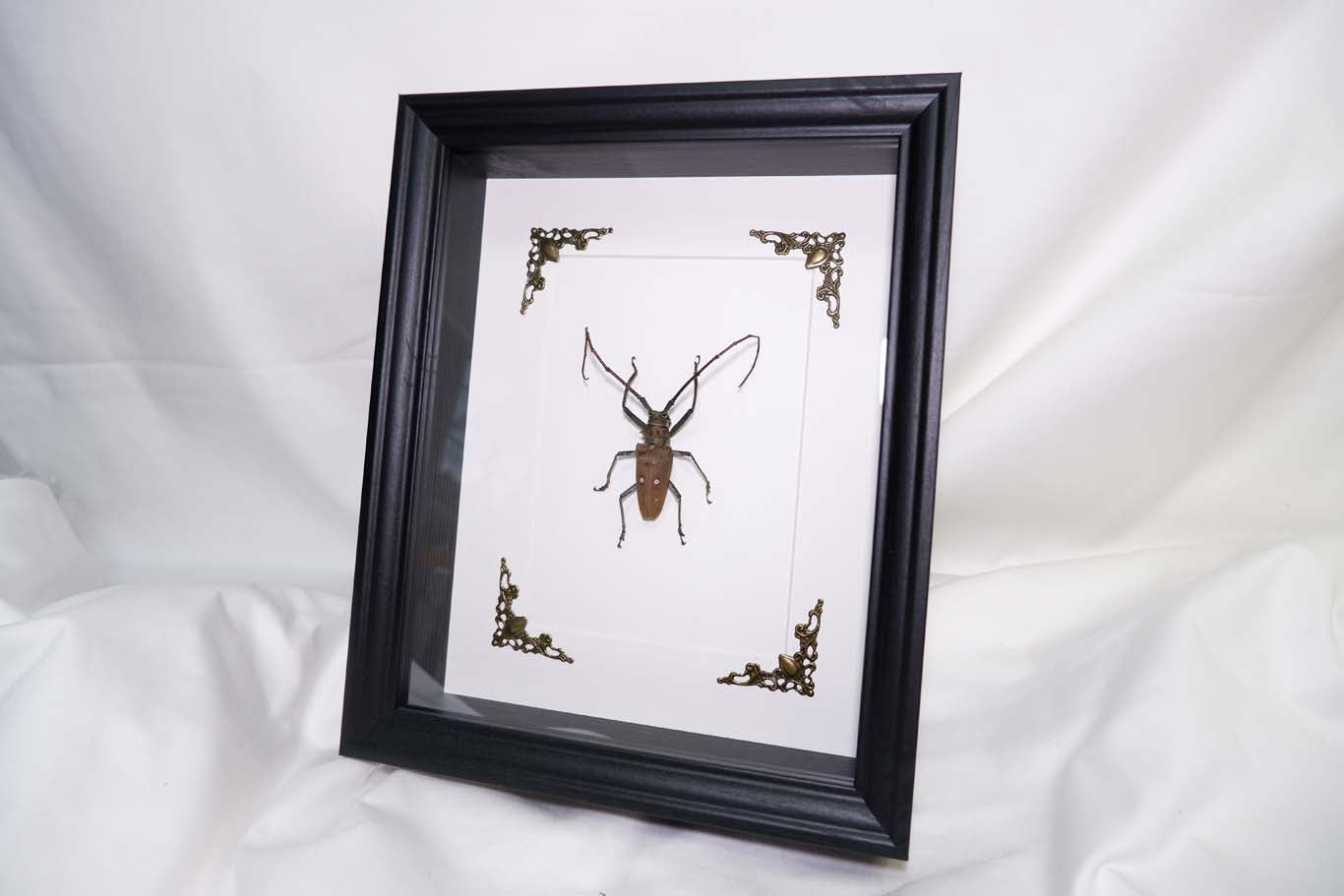 Long Horn Beetle (2)