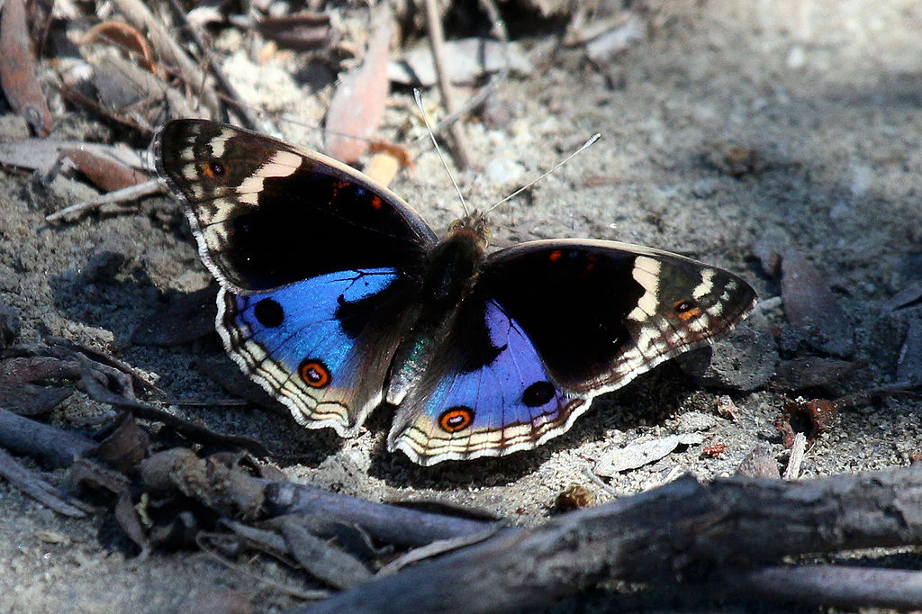 Twilight Gaze Bracelet