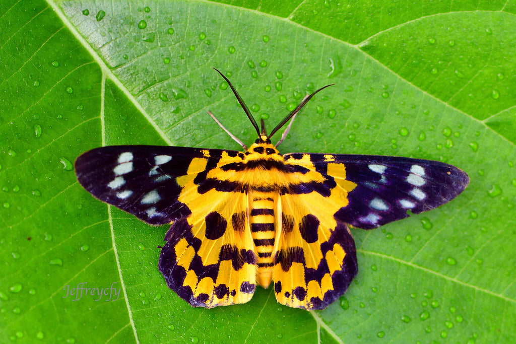 Golden Wisp Necklace