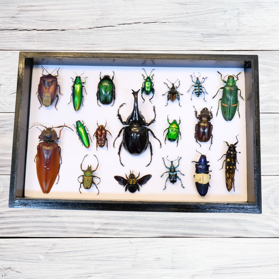 Singapore Beetle Collection 1