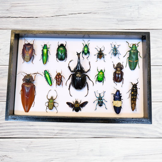 Singapore Beetle Collection 1