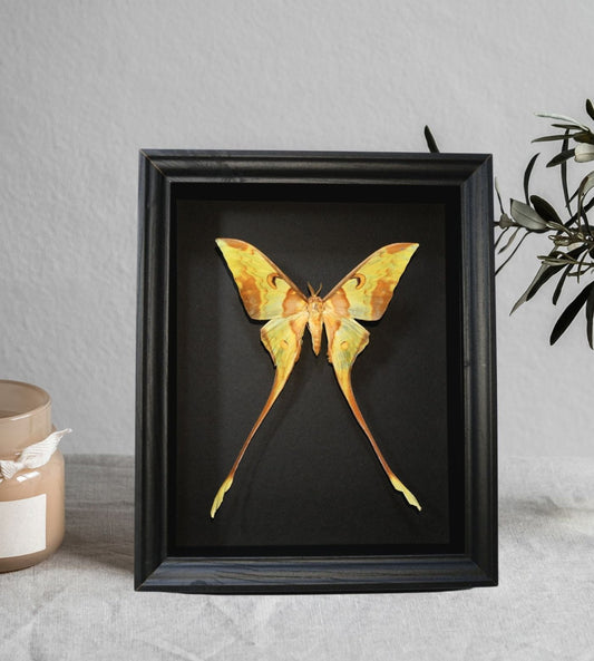 Malayan Luna Moth Frame