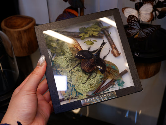 Frame/Dome Diorama Workshops