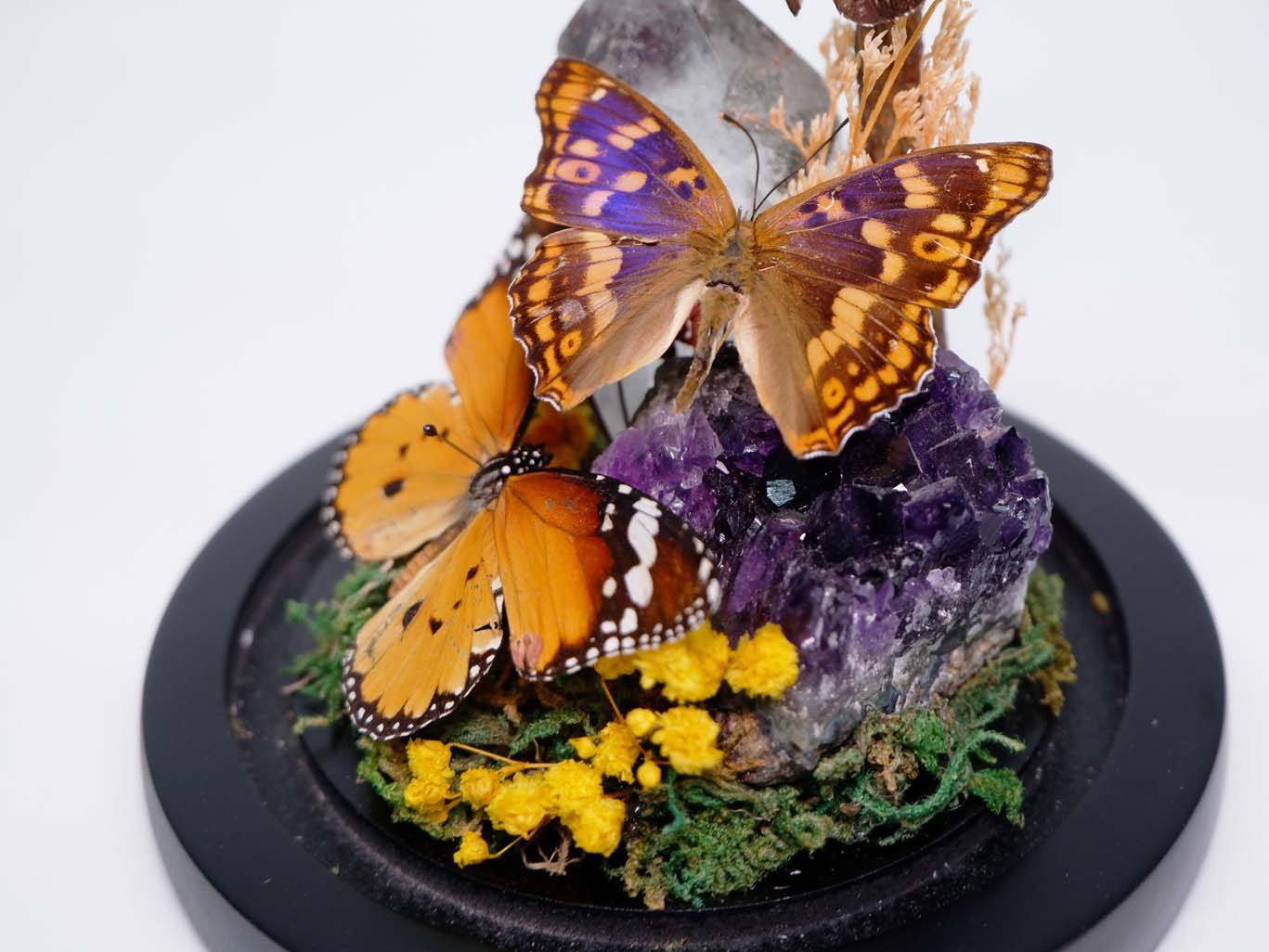 Amethyst & Amber Flutter