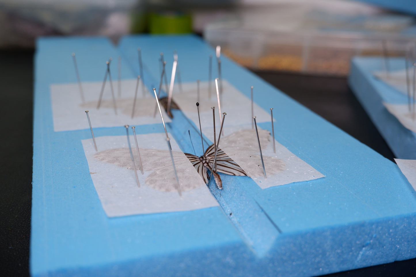 Butterfly/Beetle Preservation Workshops