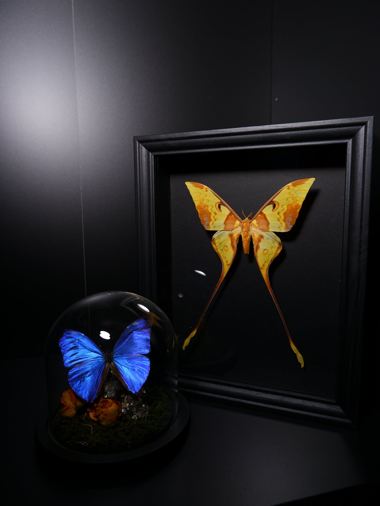 Frame/Dome Diorama Workshops