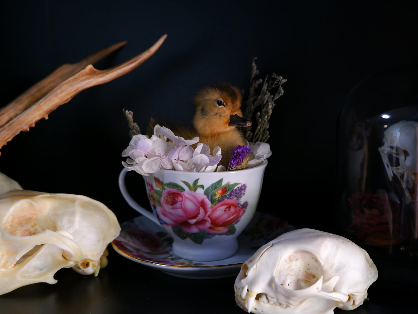 Chicky / Duckling Dome Workshop
