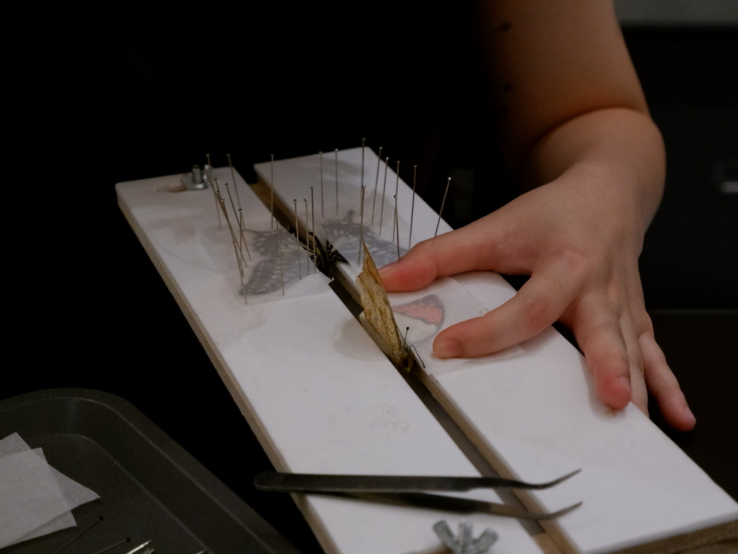 Butterfly/Beetle Preservation Workshops