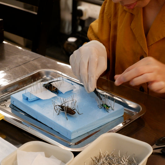 Butterfly/Beetle Preservation Workshops