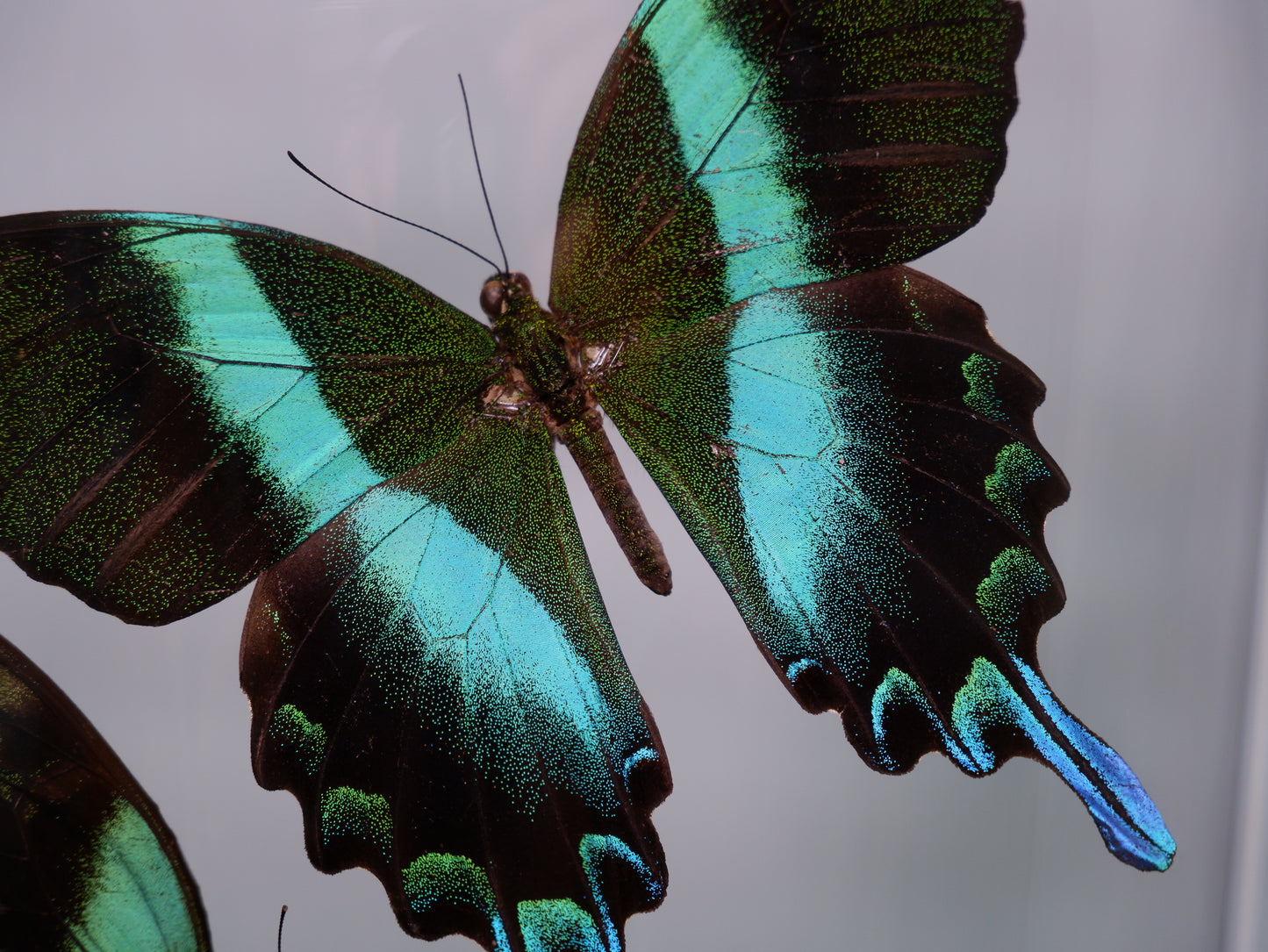 The Emerald Waltz