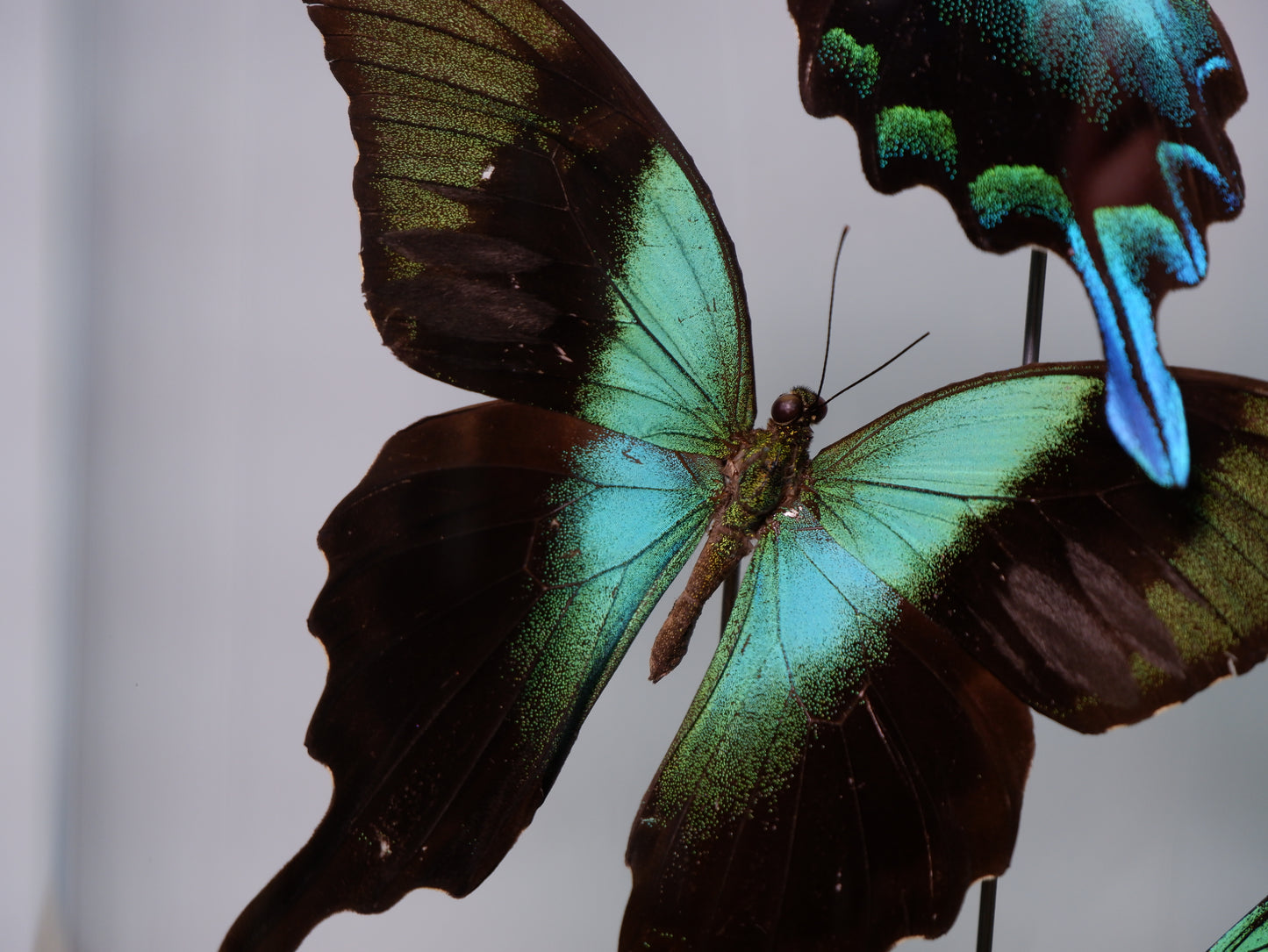 The Emerald Waltz