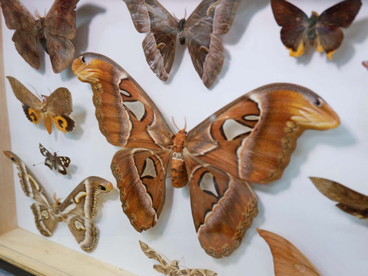 Singapore Moth Collection