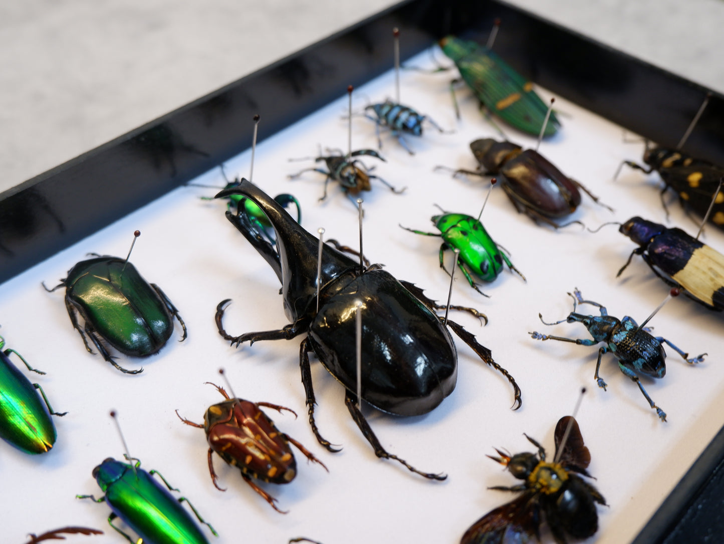 Singapore Beetle Collection 1