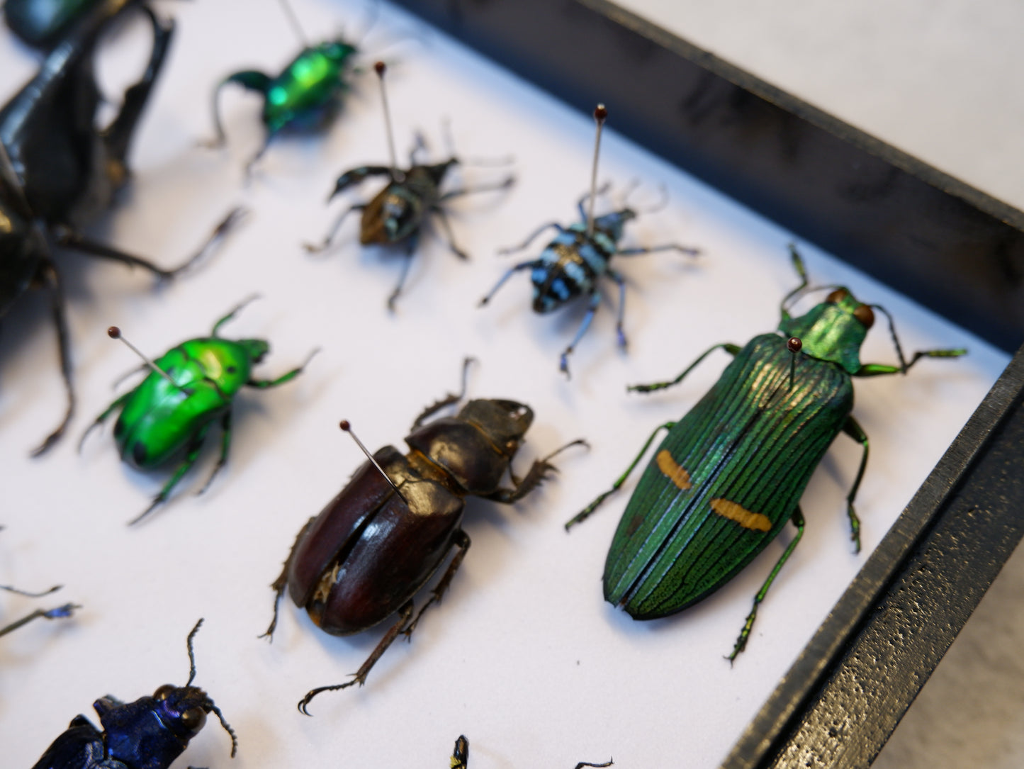 Singapore Beetle Collection 1