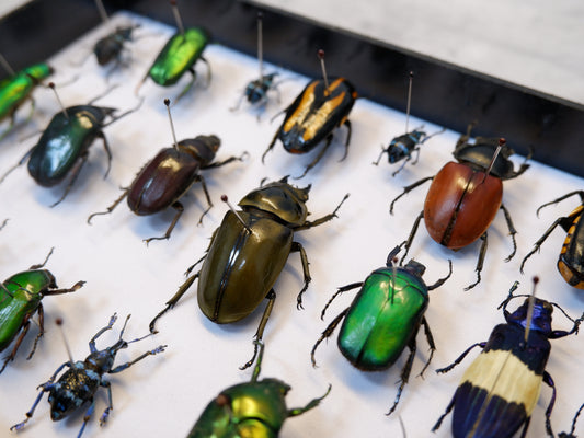 Singapore Beetle Collection 3