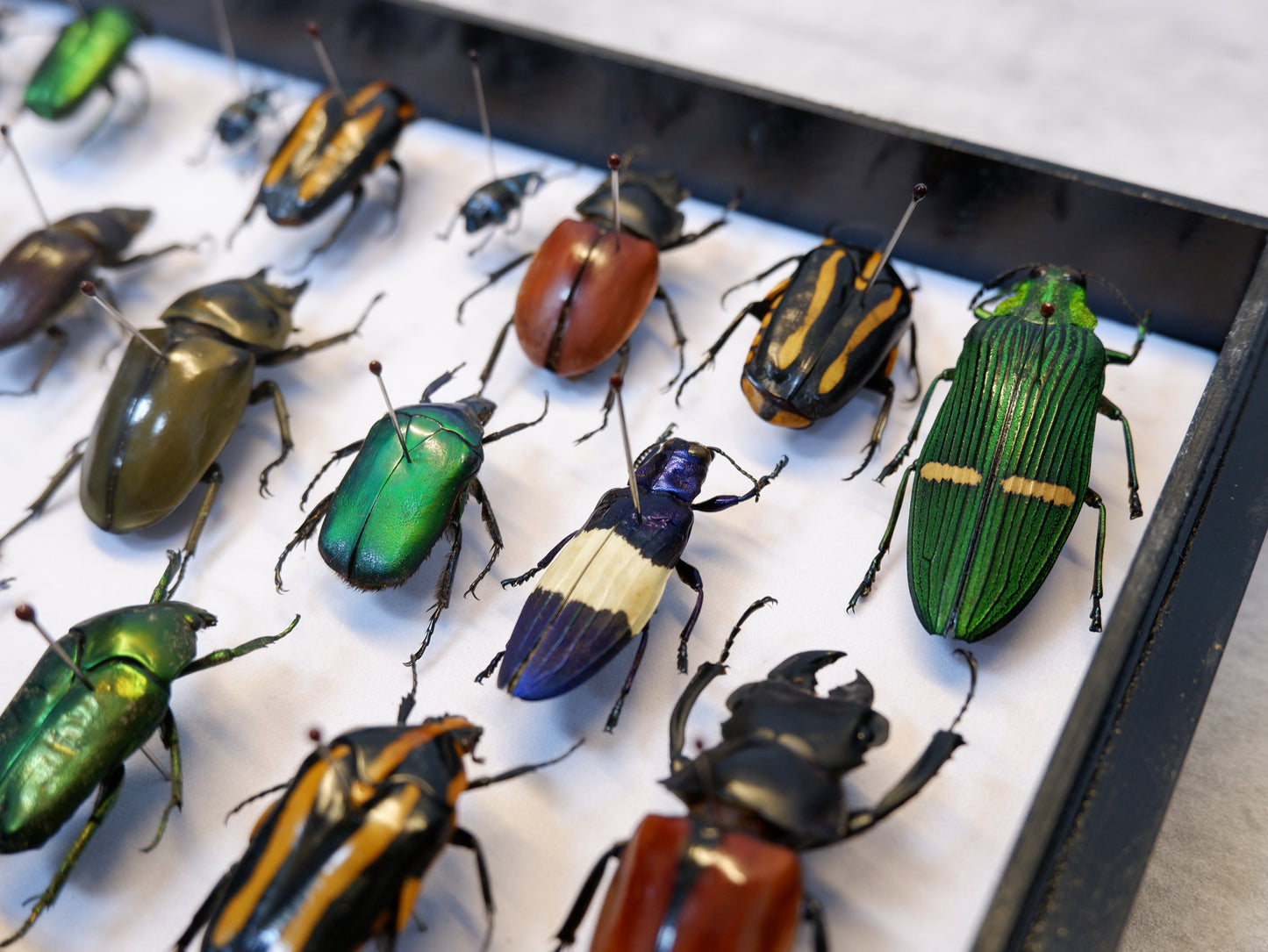 Singapore Beetle Collection 3