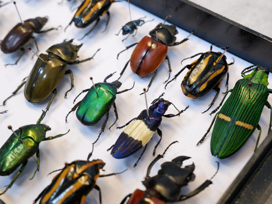 Beetles (Unpinned)