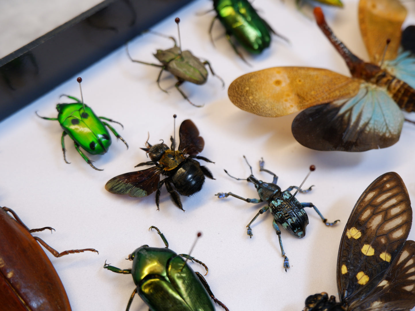 Beetles (Unpinned)