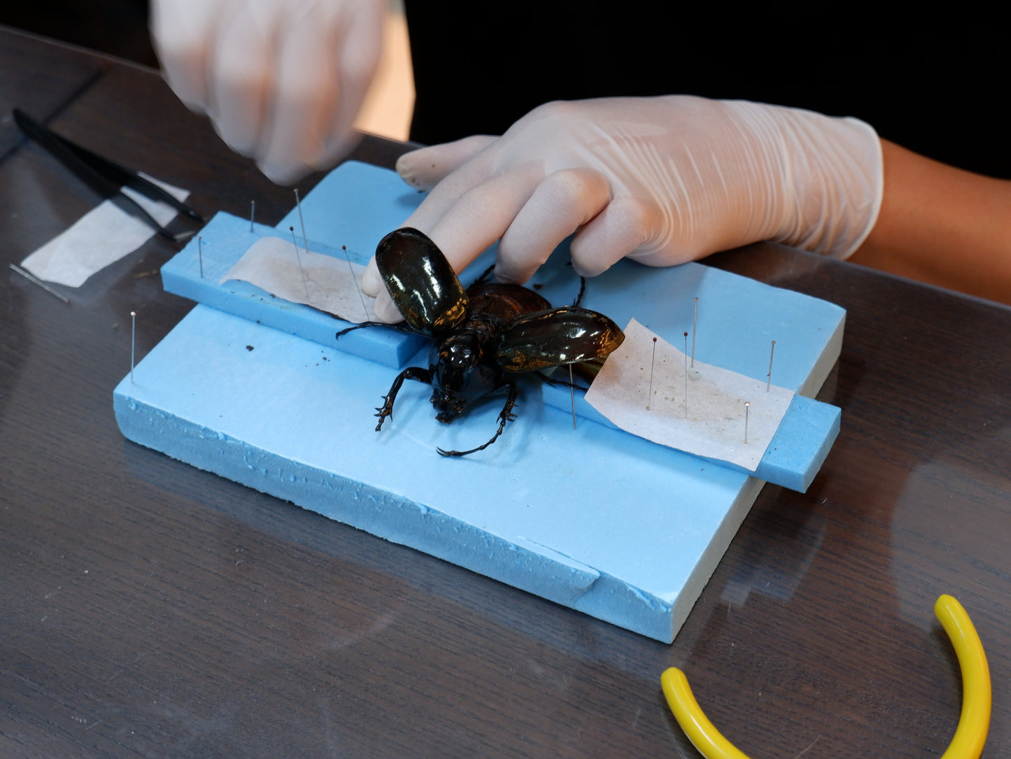 Butterfly/Beetle Preservation Workshops