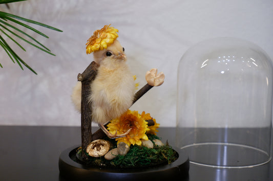 Chicky / Duckling Dome Workshop