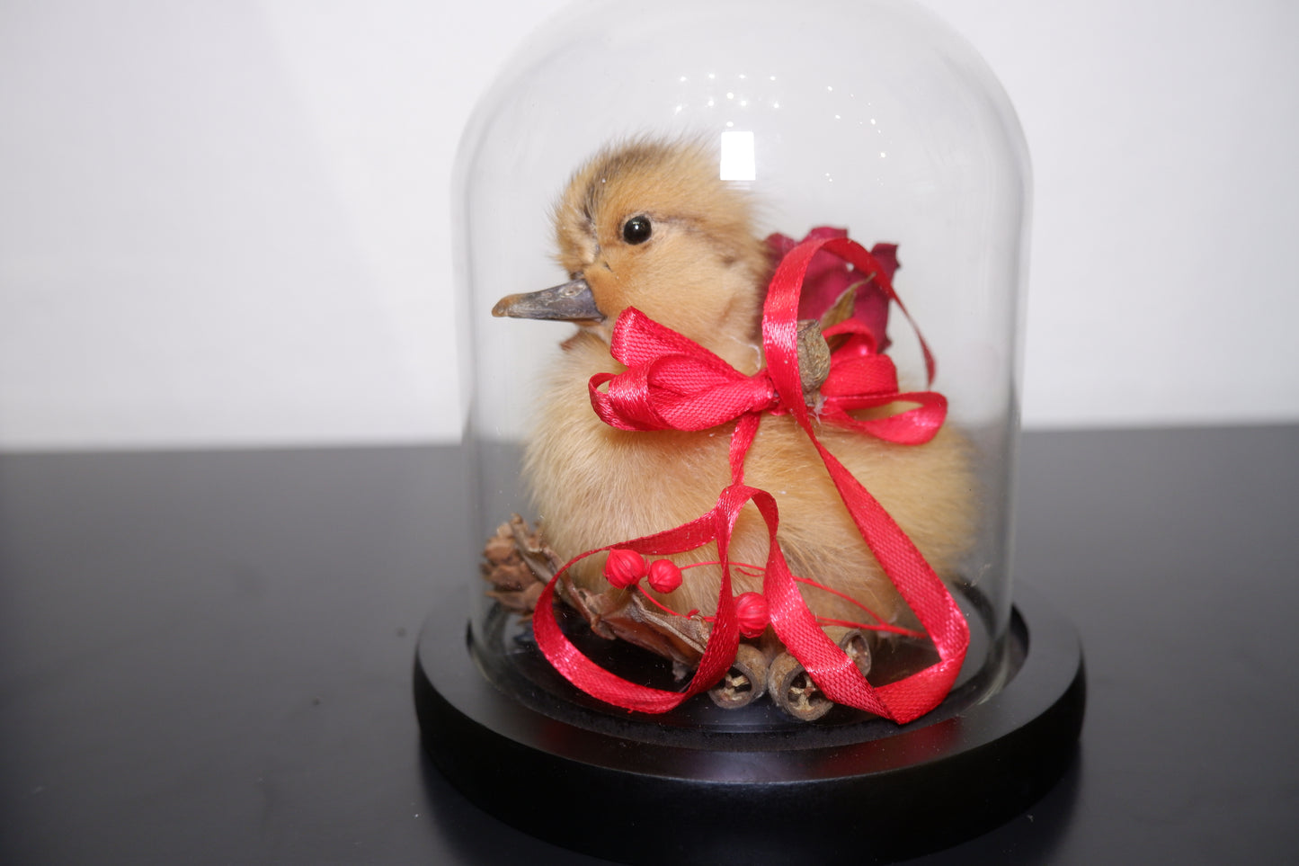 Chicky / Duckling Dome Workshop