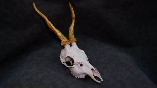 Deer Skull Gold Horns