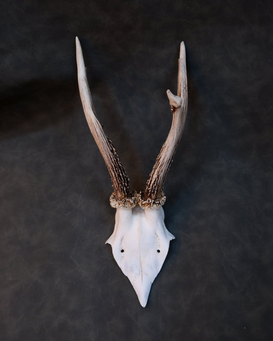 Deer Skull (Cap)