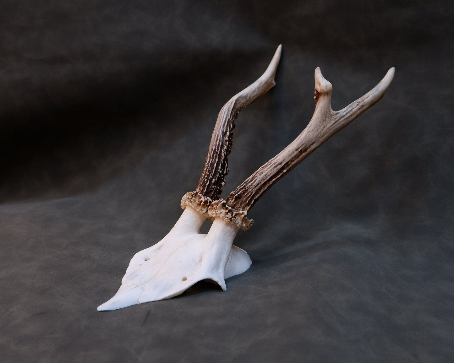 Deer Skull (Cap)