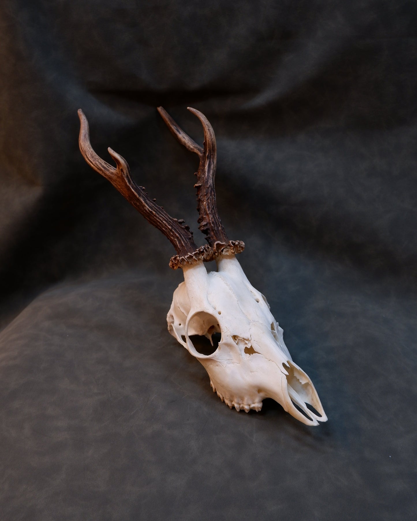 Deer Skull (a)