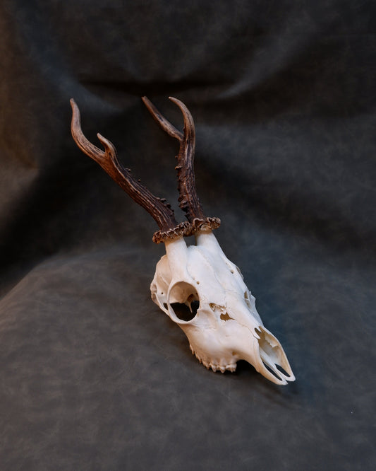 Deer Skull (a)