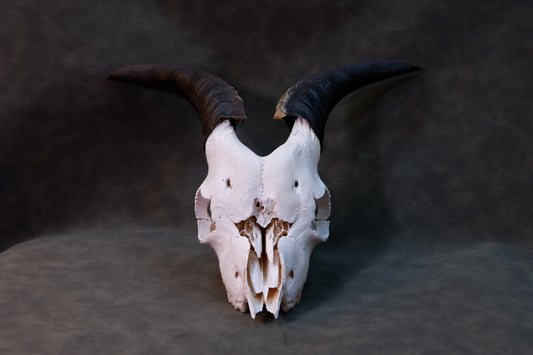 Baby Goat Skull