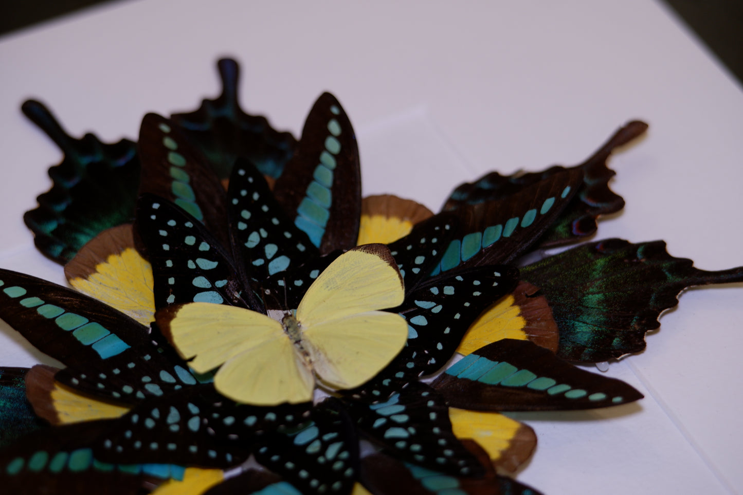 Butterfly Mandala Frame Workshop : Wings in Symmerty