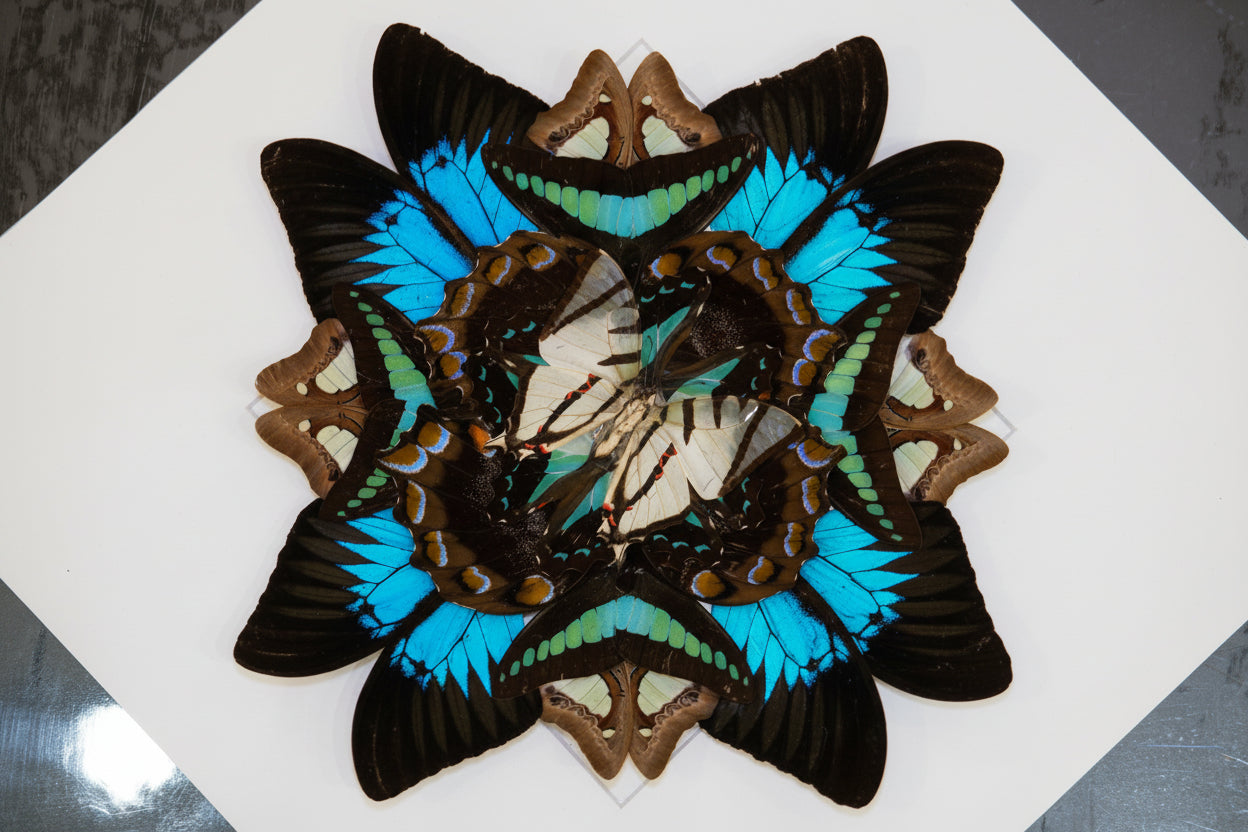 Butterfly Mandala Frame Workshop : Wings in Symmerty