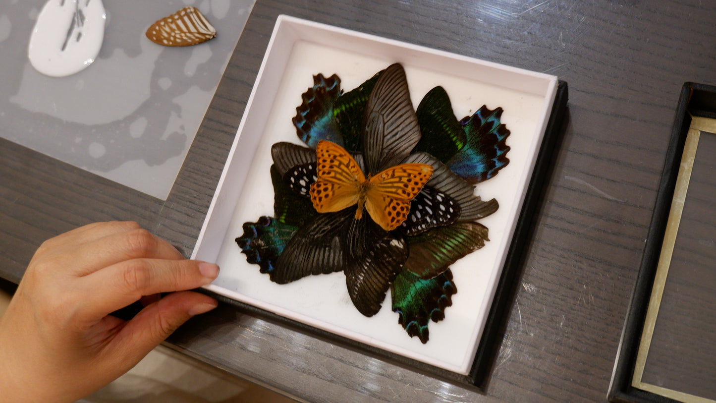 Butterfly Mandala Frame Workshop : Wings in Symmerty