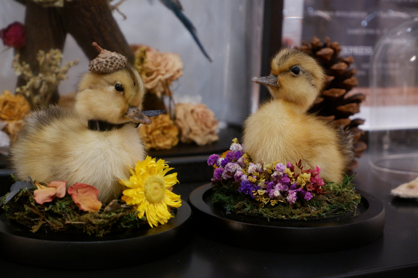 Chicky / Duckling Dome Workshop