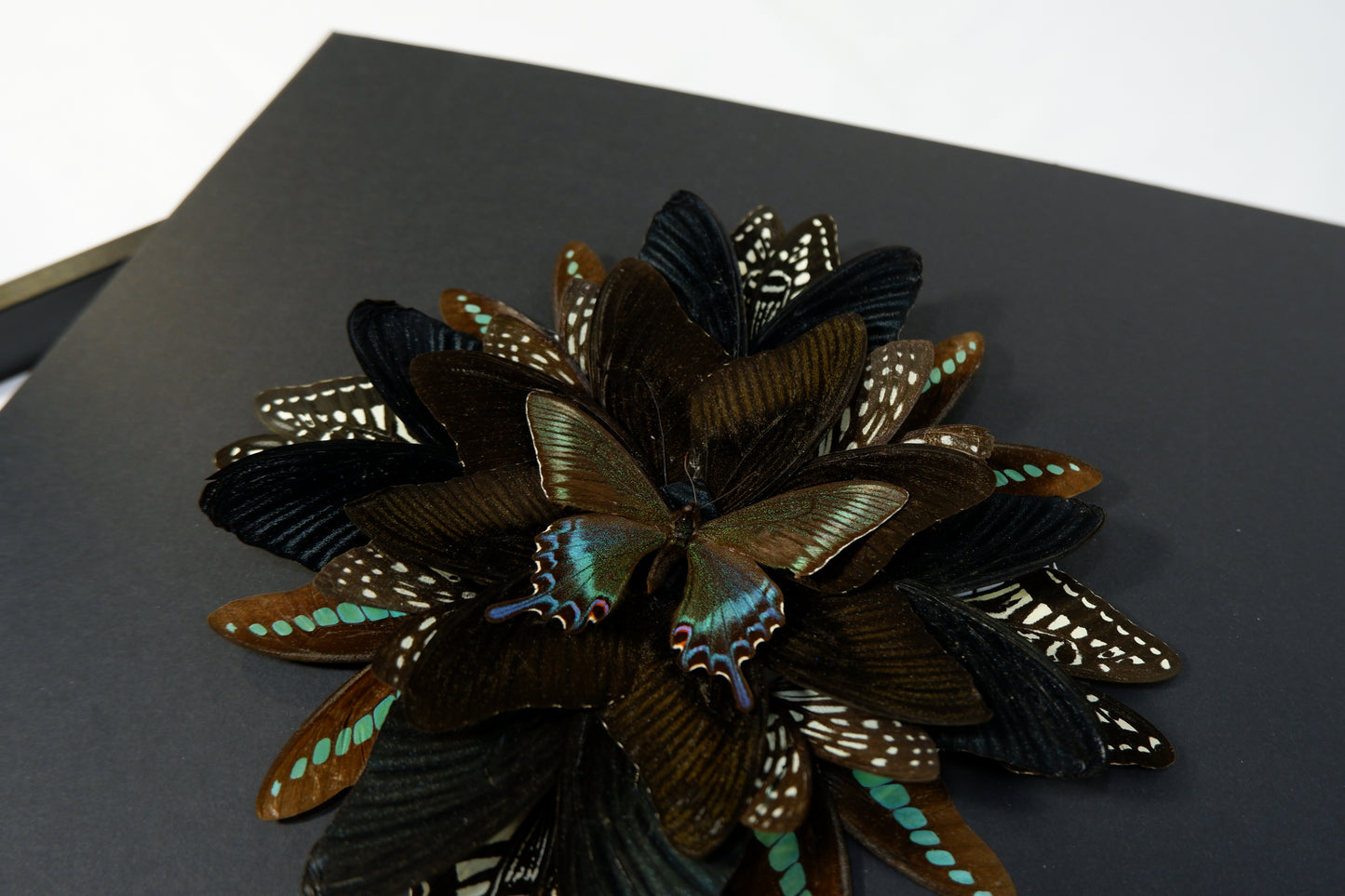 Butterfly Mandala Frame Workshop : Wings in Symmerty
