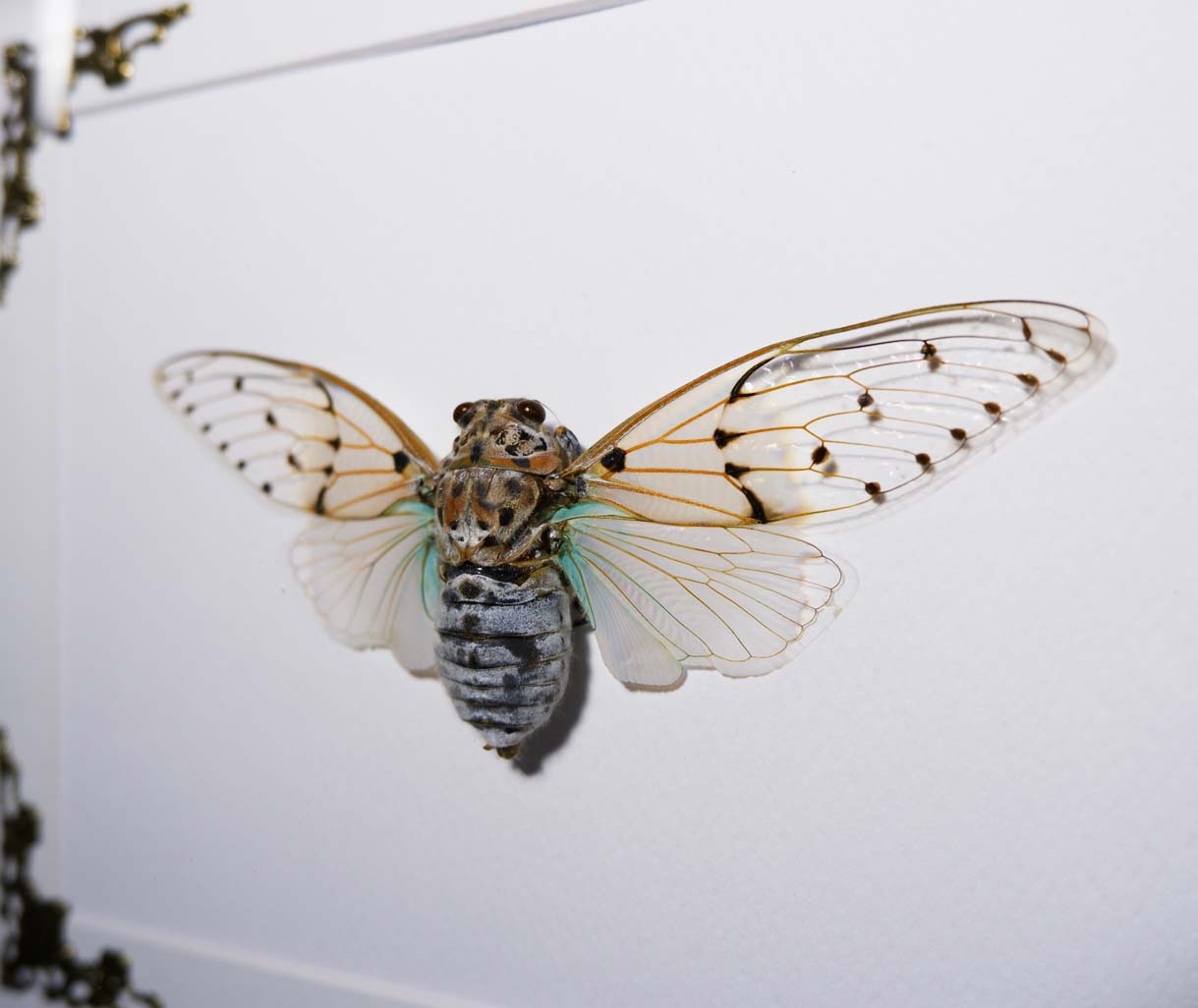 White Ghost Cicada