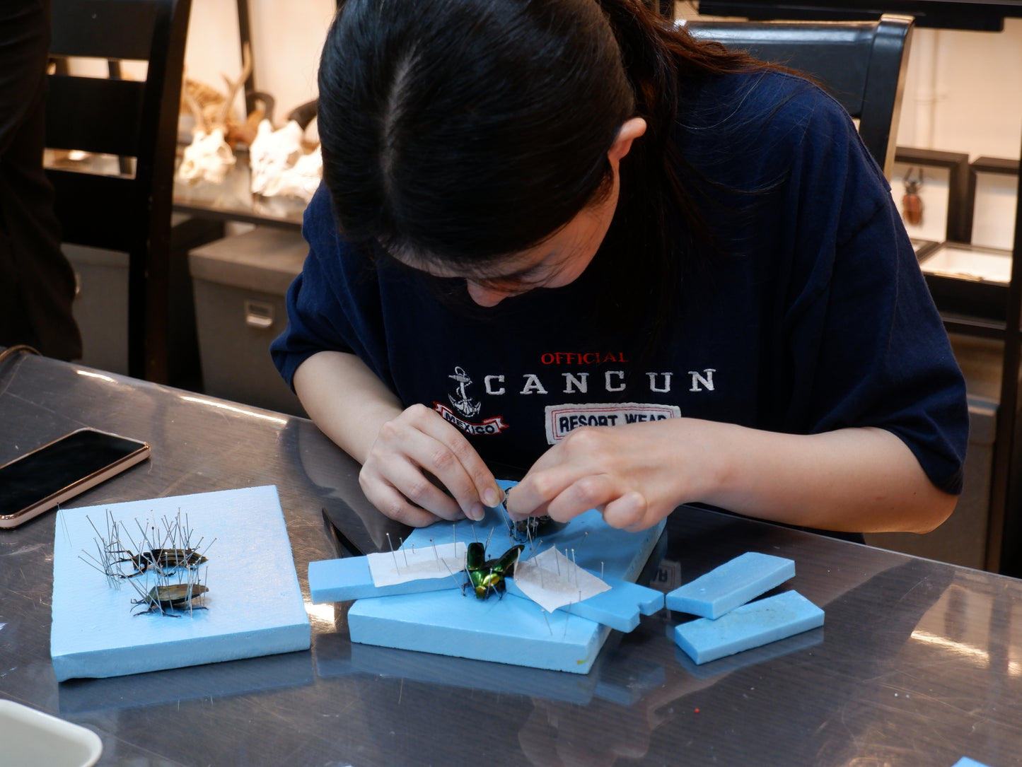 Butterfly/Beetle Preservation Workshops