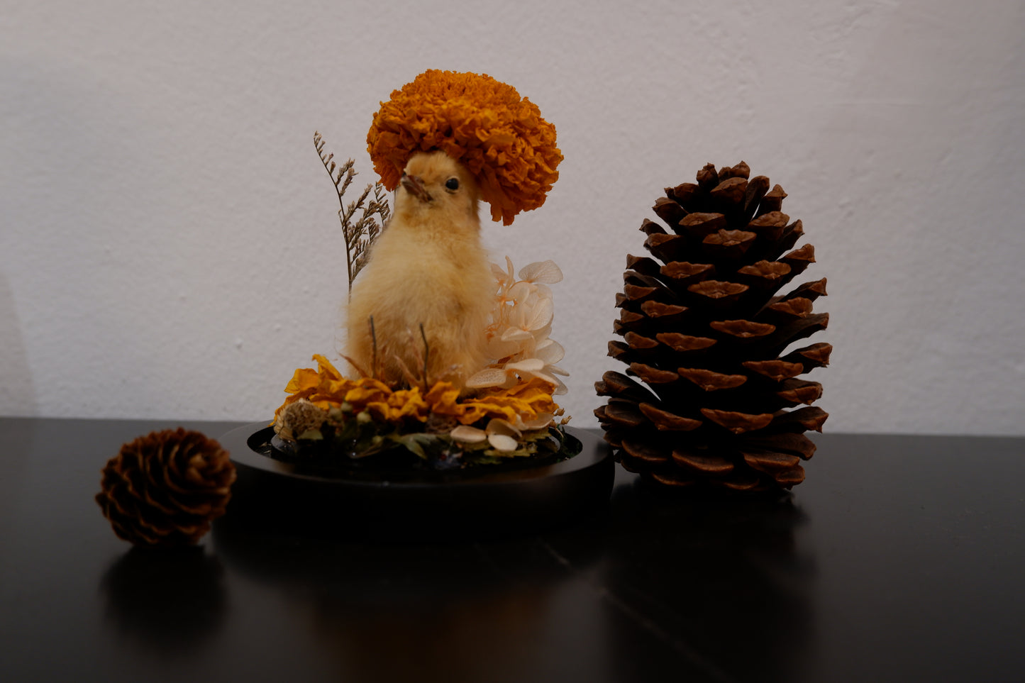 Chicky / Duckling Dome Workshop