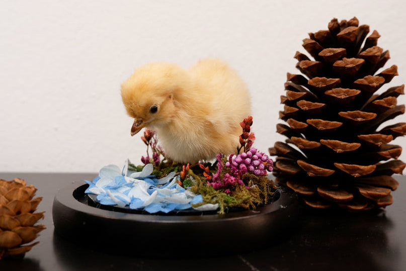 Chicky / Duckling Dome Workshop
