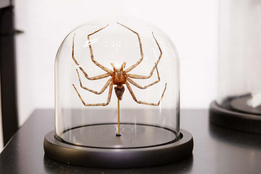 Huntsman Spider Dome