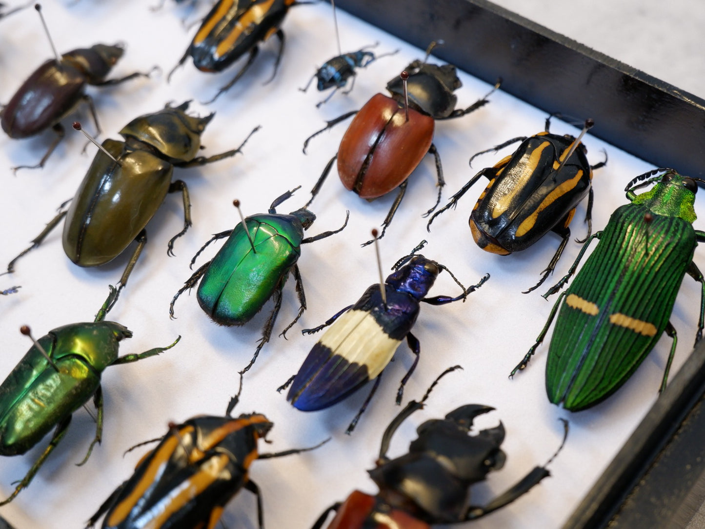 Butterfly/Beetle Preservation Workshops