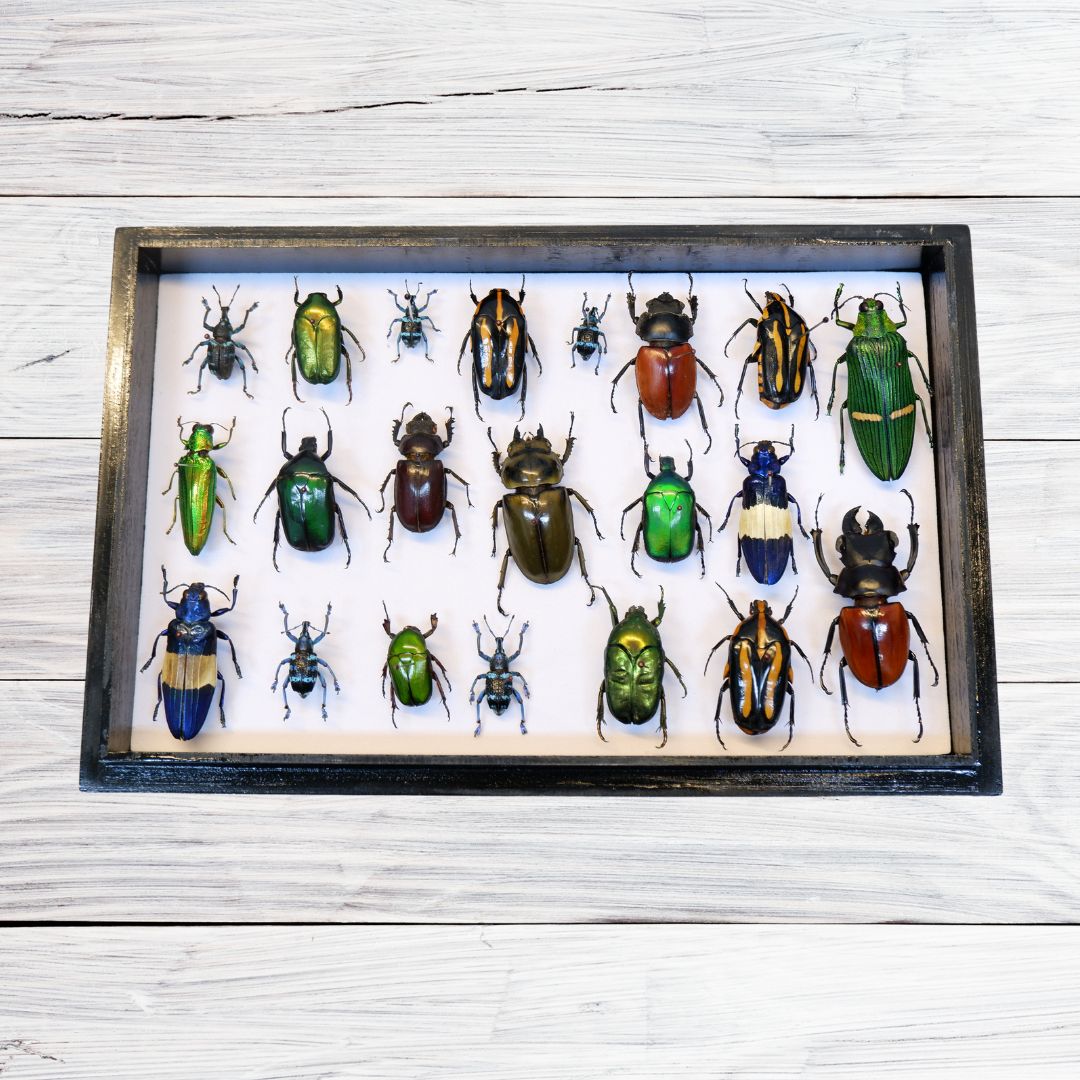 Singapore Beetle Collection 3