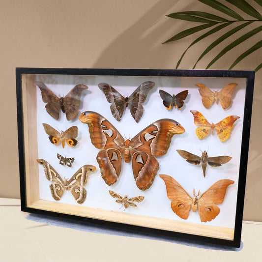 Singapore Moth Collection