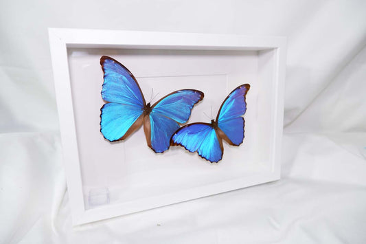 Morpho Didus Frame (Twin)